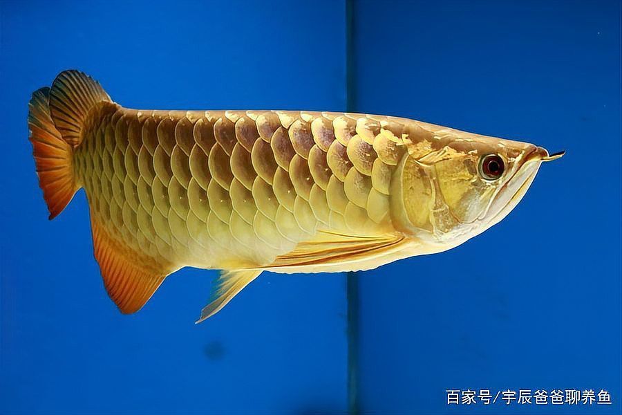 金頭金龍魚需要什么樣的水質(zhì)？