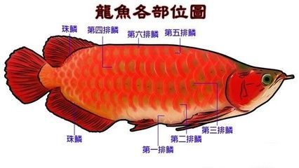 龍魚怎么吃好消化又營養價值高：龍魚的飲食選擇對其健康和生長至關重要 龍魚怎么吃好消化又營養價值高：龍魚的飲食選擇對其健康和生長至關重要 龍魚百科 第3張