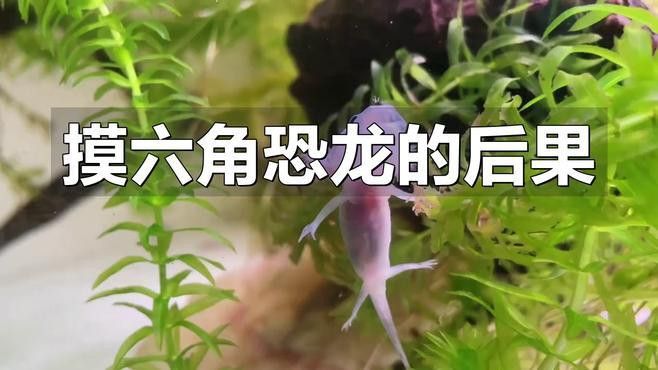 六角恐龍魚危害咬人 六角恐龍魚危害咬人 龍魚百科