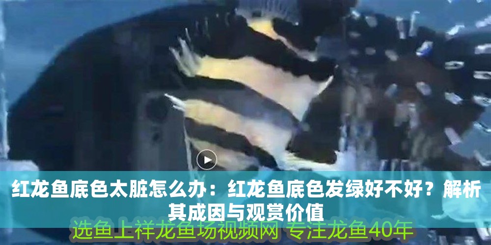 紅龍魚底色太臟怎么辦：紅龍魚底色發綠好不好？解析其成因與觀賞價值