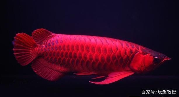 紅龍魚最貴的一條多少錢啊（紅龍魚中最貴的品種是血紅龍，其價格可以達到400萬元人民幣）