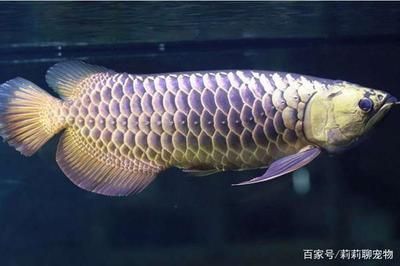 龍魚嚴重脫肛了怎么治療，龍魚嚴重脫肛手術后的護理