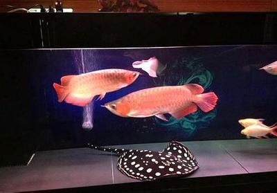 龍魚嚴重脫肛了怎么治療，龍魚嚴重脫肛手術后的護理
