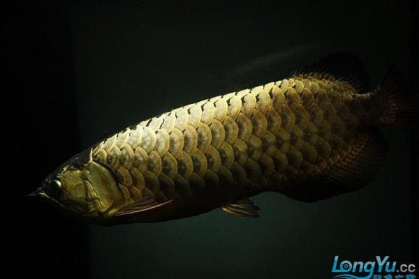 如何預(yù)防龍魚鱗片發(fā)白？