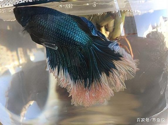 龍魚燒尾不治療會有什么后果？ 龍魚燒尾不治療會有什么后果？ 龍魚百科 第9張