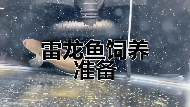 龍魚苗飼養需要哪些設備