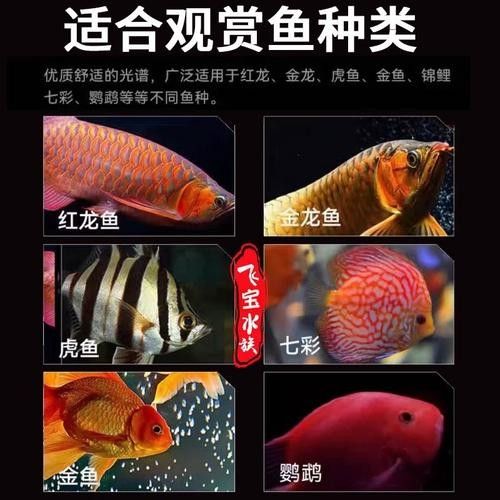 龍魚發色燈