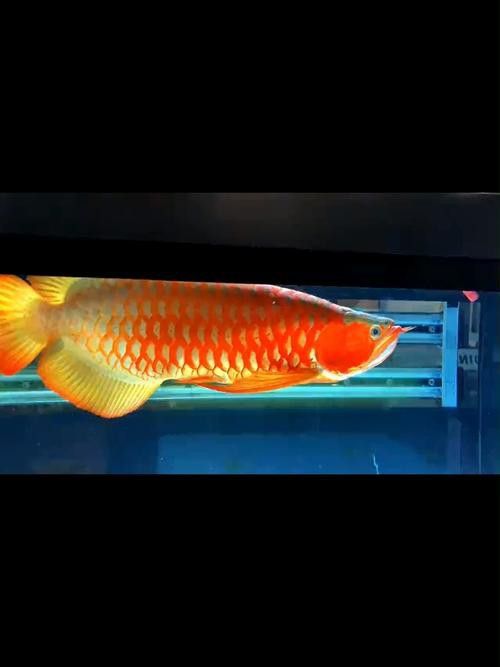 推薦一些高清紅龍魚手機壁紙
