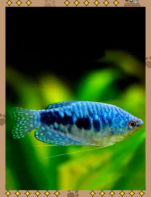 曼龍魚是龍魚嗎圖片 曼龍魚是龍魚嗎圖片 龍魚百科 第3張