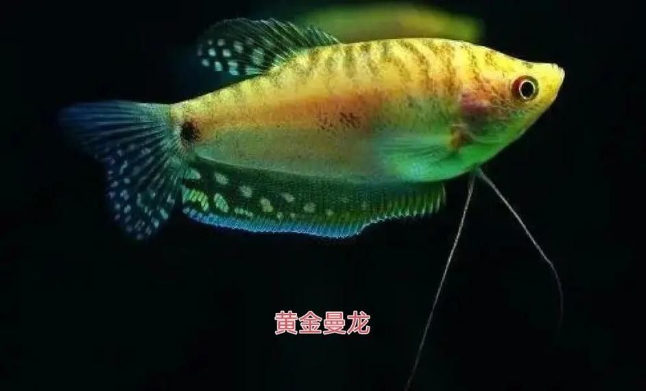 曼龍魚是龍魚嗎圖片 曼龍魚是龍魚嗎圖片 龍魚百科 第2張
