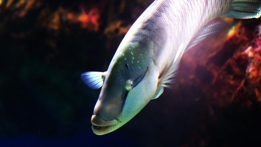 曼龍魚是龍魚嗎圖片 曼龍魚是龍魚嗎圖片 龍魚百科 第19張