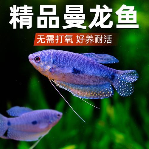 曼龍魚是龍魚嗎圖片 曼龍魚是龍魚嗎圖片 龍魚百科 第17張