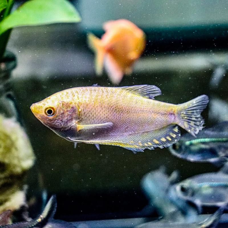 曼龍魚是龍魚嗎圖片 曼龍魚是龍魚嗎圖片 龍魚百科 第23張