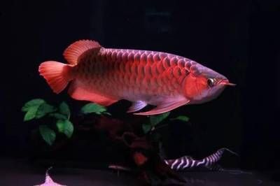 銀龍魚苗日常管理技巧：銀龍魚苗的日常管理