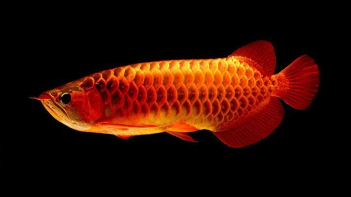 紅龍魚與什么龜混養好:紅龍魚與烏龜混養好紅龍魚混養好紅龍魚與什么魚混養好 龍魚百科 第1張 紅龍魚與什么龜混養好:紅龍魚與烏龜混養好紅龍魚混養好紅龍魚與什么魚混養好 紅龍魚與什么龜混養好:紅龍魚與烏龜混養好紅龍魚混養好紅龍魚與什么魚混養好 龍魚百科 第1張