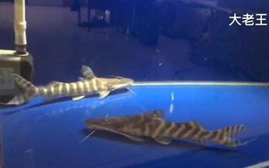 斑馬鴨嘴魚混養氧氣供應（斑馬鴨嘴魚在混養時對氧氣供應有著較高的考慮因素） 斑馬鴨嘴魚混養氧氣供應（斑馬鴨嘴魚在混養時對氧氣供應有著較高的考慮因素） 龍魚百科 第5張