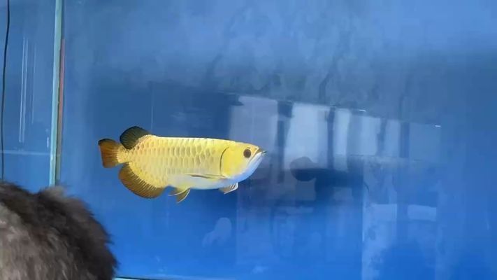 鳳凰紅龍魚底色：鳳凰紅龍魚底色與飼養(yǎng)技巧紅龍魚底色與飼養(yǎng)技巧 鳳凰紅龍魚底色：鳳凰紅龍魚底色與飼養(yǎng)技巧紅龍魚底色與飼養(yǎng)技巧 龍魚百科 第4張