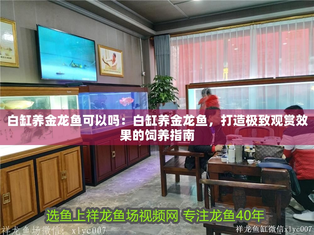 白缸養(yǎng)金龍魚(yú)可以嗎：白缸養(yǎng)金龍魚(yú)，打造極致觀賞效果的飼養(yǎng)指南 白缸養(yǎng)金龍魚(yú)可以嗎：白缸養(yǎng)金龍魚(yú)，打造極致觀賞效果的飼養(yǎng)指南 龍魚(yú)百科 第1張