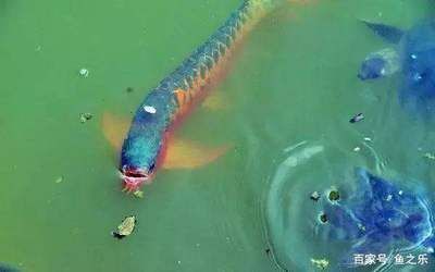金龍魚適合多少水溫：金龍魚適合多少水溫，金龍魚適合多少水溫范圍及其詳細信息