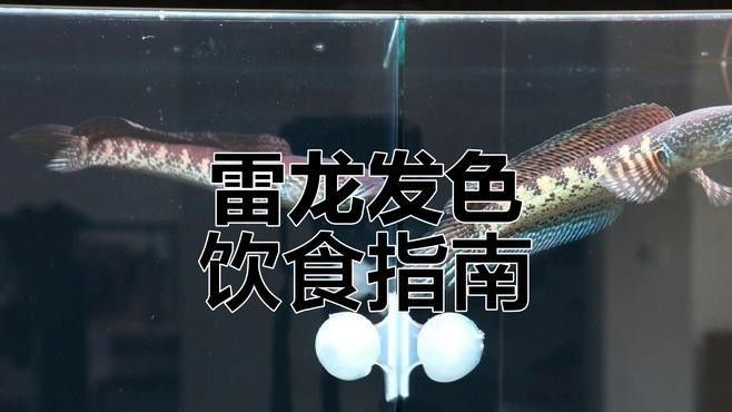 給我推薦一些雷龍魚的食譜