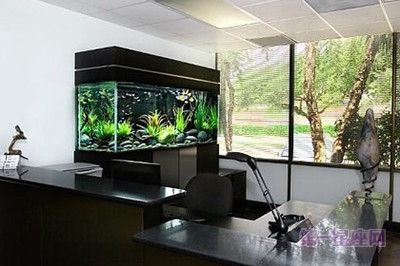 辦公室魚缸擺放，辦公室魚缸擺放影響財(cái)運(yùn)嗎辦公室魚缸擺放影響財(cái)運(yùn)嗎 辦公室魚缸擺放，辦公室魚缸擺放影響財(cái)運(yùn)嗎辦公室魚缸擺放影響財(cái)運(yùn)嗎 龍魚百科 第1張