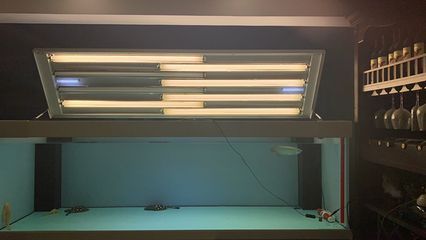 龍魚需要什么光譜的燈：養殖龍魚需要的光譜燈