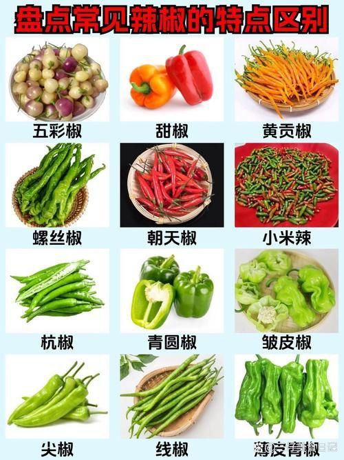 辣椒種類圖片