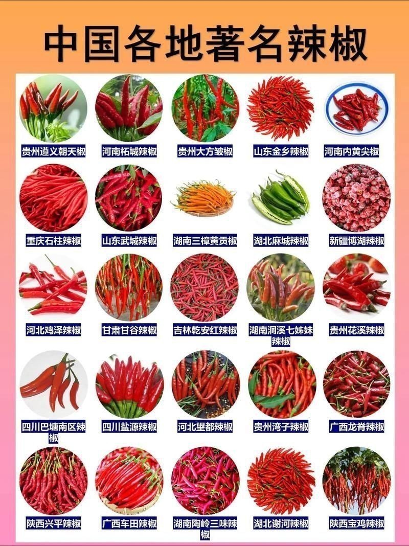 辣椒種類圖片