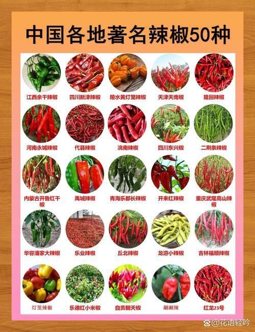 辣椒種類圖片