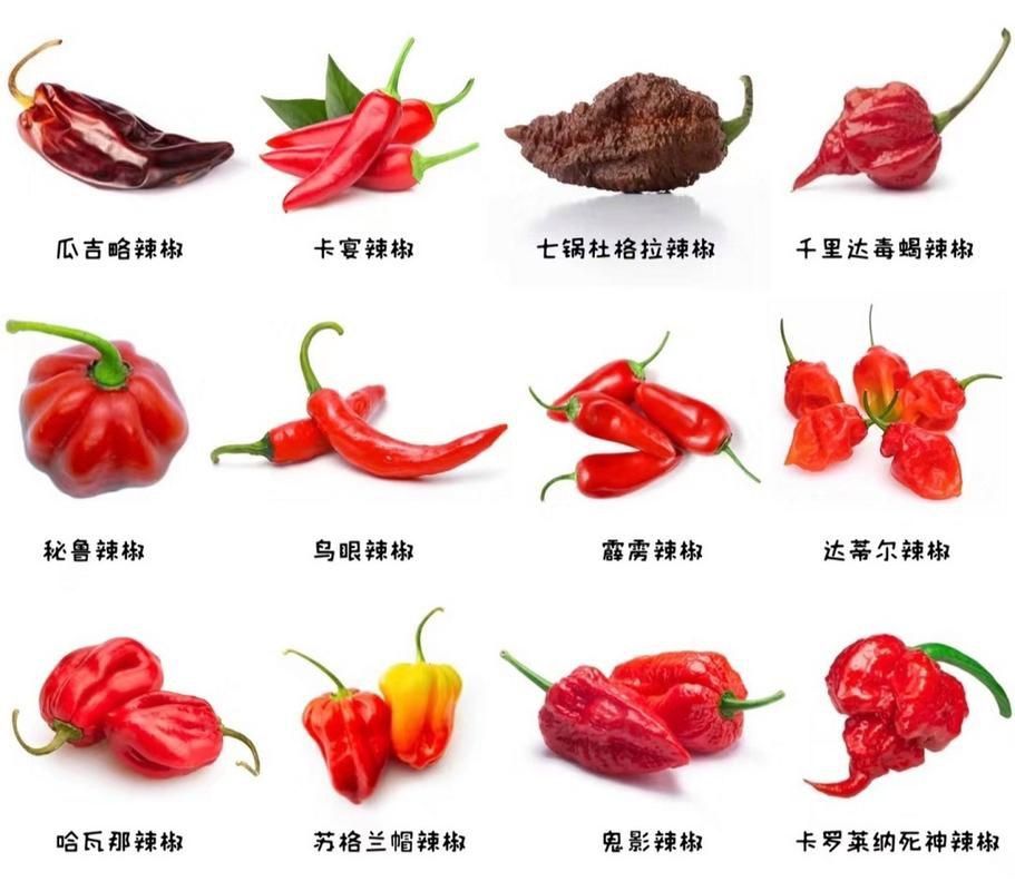 辣椒種類圖片