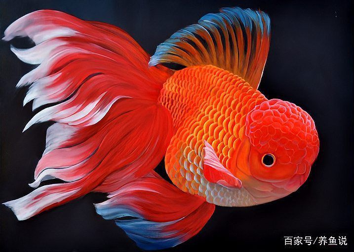 魚充血最快恢復(fù)辦法