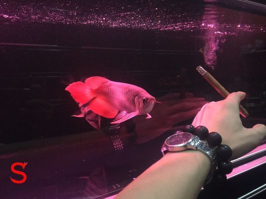 帝王紅雪蓮龍魚：“帝王紅雪蓮龍魚”的特征和飼養方法和飼養方法 帝王紅雪蓮龍魚：“帝王紅雪蓮龍魚”的特征和飼養方法和飼養方法 龍魚百科 第3張