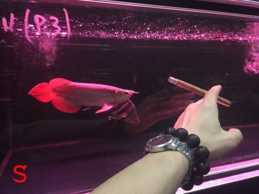 帝王紅雪蓮龍魚：“帝王紅雪蓮龍魚”的特征和飼養方法和飼養方法 帝王紅雪蓮龍魚：“帝王紅雪蓮龍魚”的特征和飼養方法和飼養方法 龍魚百科 第1張