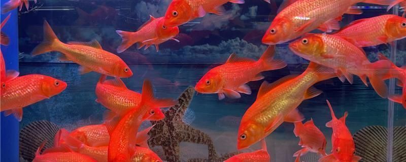 金龍魚底色發綠怎么辦（金龍魚底色發綠是由多種因素引起的，金龍魚水質管理技巧）