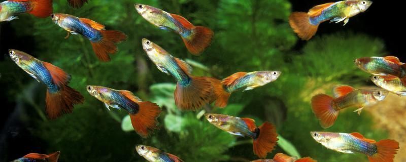 龍魚品相和介紹圖片（亞洲龍魚品相特征介紹：紅龍魚的品相特征是許多愛好者關注的重點）