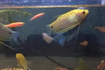 黃金曼龍魚混養：混養黃金曼龍魚的注意事項 黃金曼龍魚混養：混養黃金曼龍魚的注意事項 龍魚百科 第3張