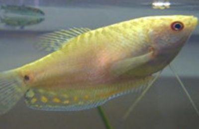 黃金曼龍魚混養：混養黃金曼龍魚的注意事項 黃金曼龍魚混養：混養黃金曼龍魚的注意事項 龍魚百科 第1張