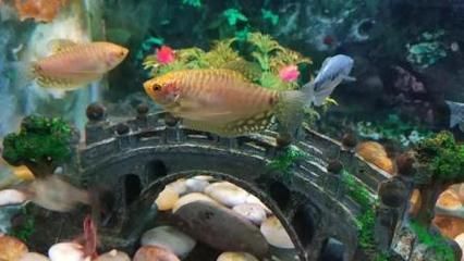 黃金曼龍魚混養：混養黃金曼龍魚的注意事項 黃金曼龍魚混養：混養黃金曼龍魚的注意事項 龍魚百科 第2張