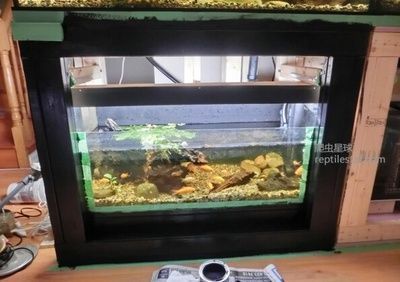 龍魚缸改龜缸好不好：將龍魚缸改為龜缸時需要考慮幾個重要因素以確保烏龜的健康成長
