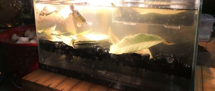 龍魚缸改龜缸好不好：將龍魚缸改為龜缸時需要考慮幾個重要因素以確保烏龜的健康成長