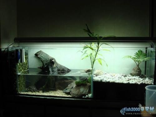 龍魚缸改龜缸好不好：將龍魚缸改為龜缸時需要考慮幾個重要因素以確保烏龜的健康成長