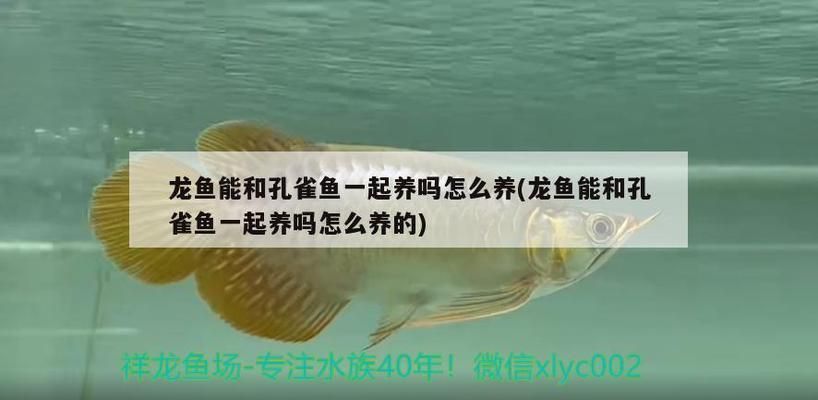 龍魚能吃孔雀魚嗎怎么喂料：龍魚可以吃孔雀魚嗎