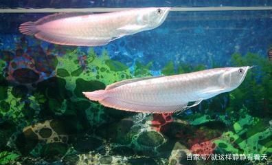 紅龍魚與金龍魚哪個好養