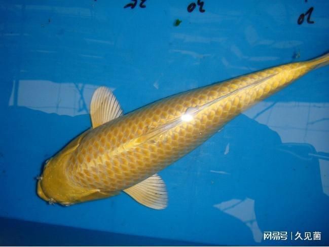 天龍魚（天龍魚是一種什么樣的魚？）