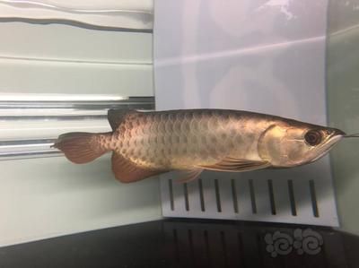 天龍魚（天龍魚是一種什么樣的魚？）