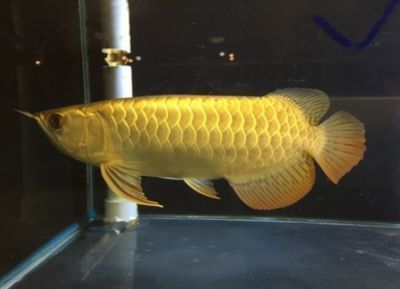 龍魚起名字(如何給龍魚起名字) 龍魚百科 第3張 龍魚起名字(如何給龍魚起名字) 龍魚起名字(如何給龍魚起名字) 龍魚百科 第3張