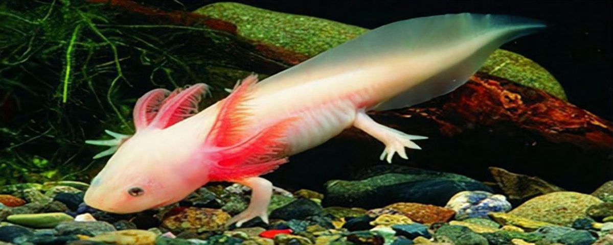 六角龍魚潰爛能自愈嗎？ 六角龍魚潰爛能自愈嗎？ 龍魚百科 第2張
