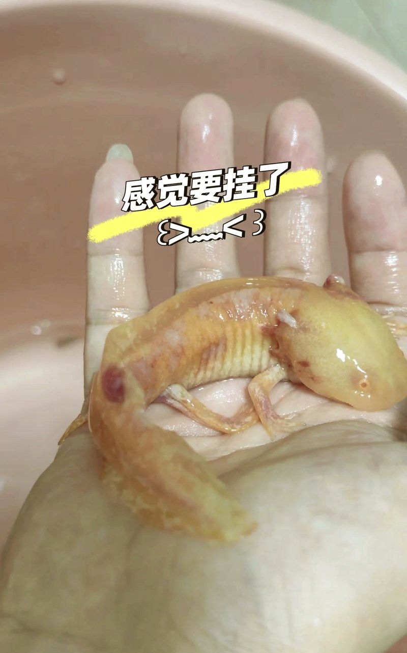 六角龍魚潰爛能自愈嗎？ 六角龍魚潰爛能自愈嗎？ 龍魚百科 第3張