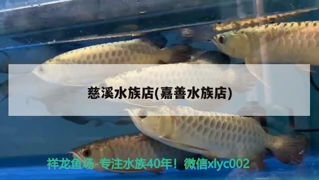 慈溪水族店(嘉善水族店) 慈溪水族店(嘉善水族店) 龍魚百科
