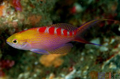 金龍魚營銷策劃方案范文大全